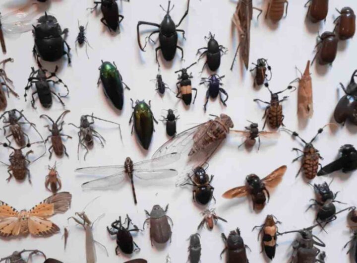 Farine d'Insetti: dove si trovano?