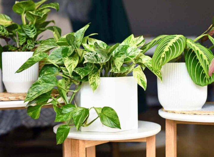 Le 3 piante che portano fortuna