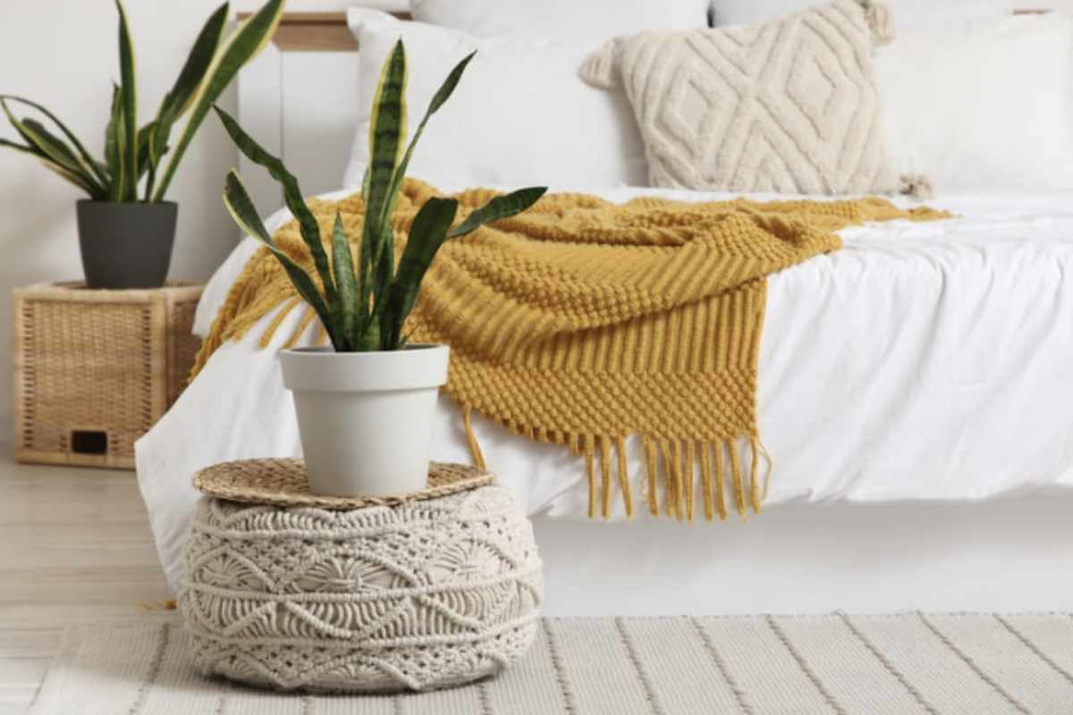 Un altro punto di forza della Sansevieria è la sua facilità di gestione. Questa pianta non richiede annaffiature frequenti