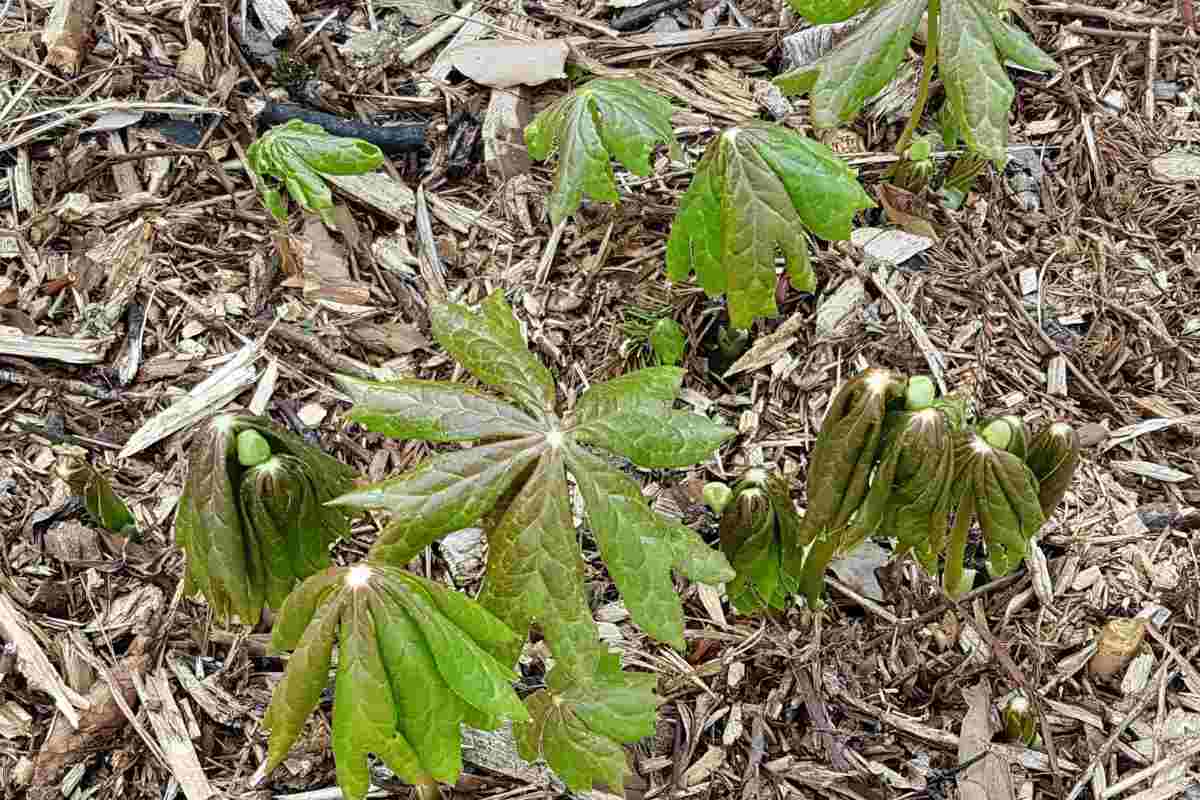pianta rarissima diventa carnivora in alcune condizioni