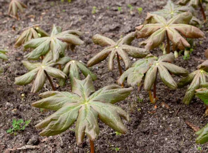 pianta rarissima diventa carnivora in alcune condizioni