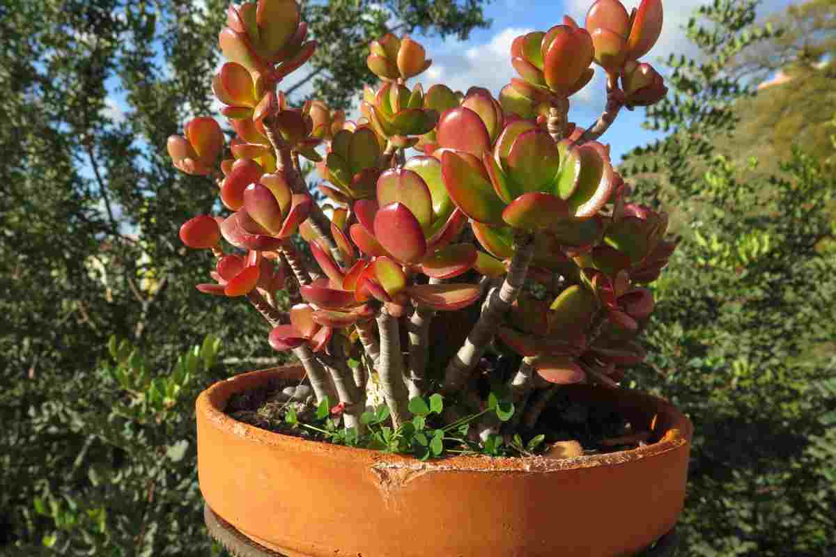 le tre piante da avere in casa per aumentare la prosperità