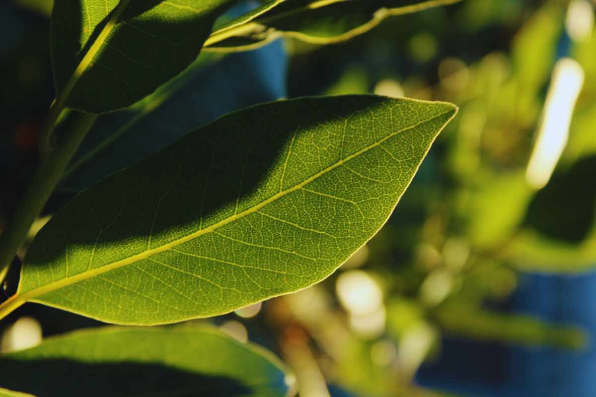 Alloro sempre rigoglioso, se fai così non seccherà mai