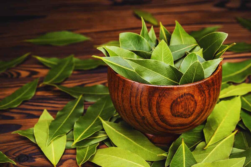 Alloro sempre rigoglioso, se fai così non seccherà mai