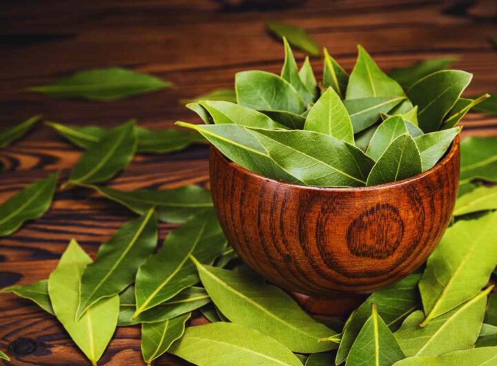 Alloro sempre rigoglioso, se fai così non seccherà mai