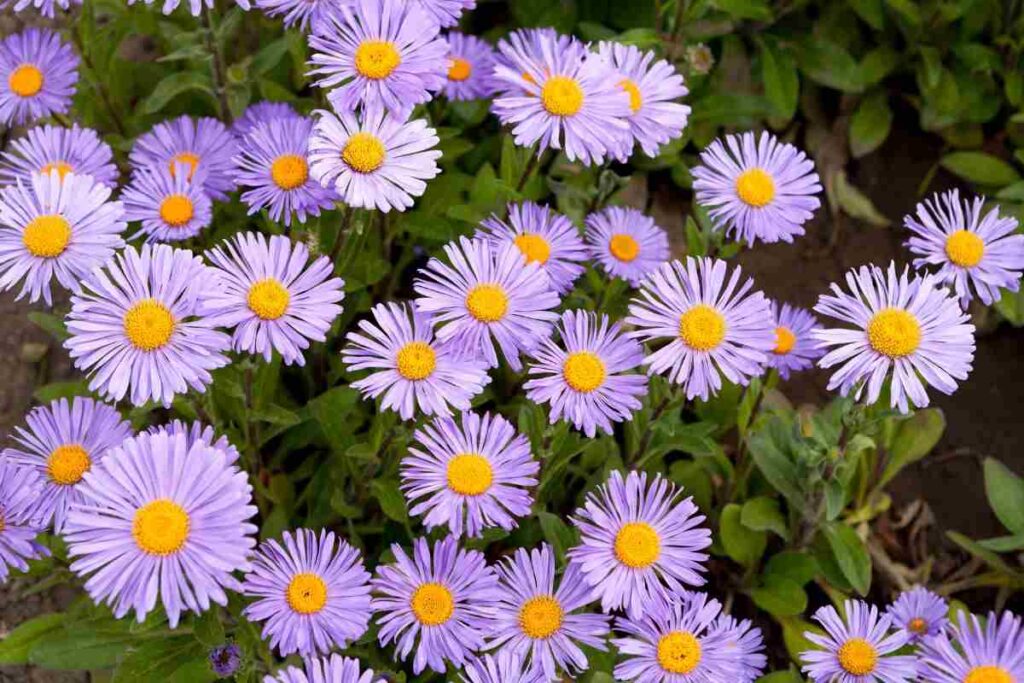 Usa queste piante per un balcone stupendo