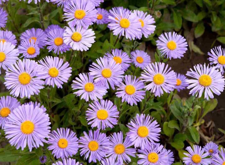 Usa queste piante per un balcone stupendo