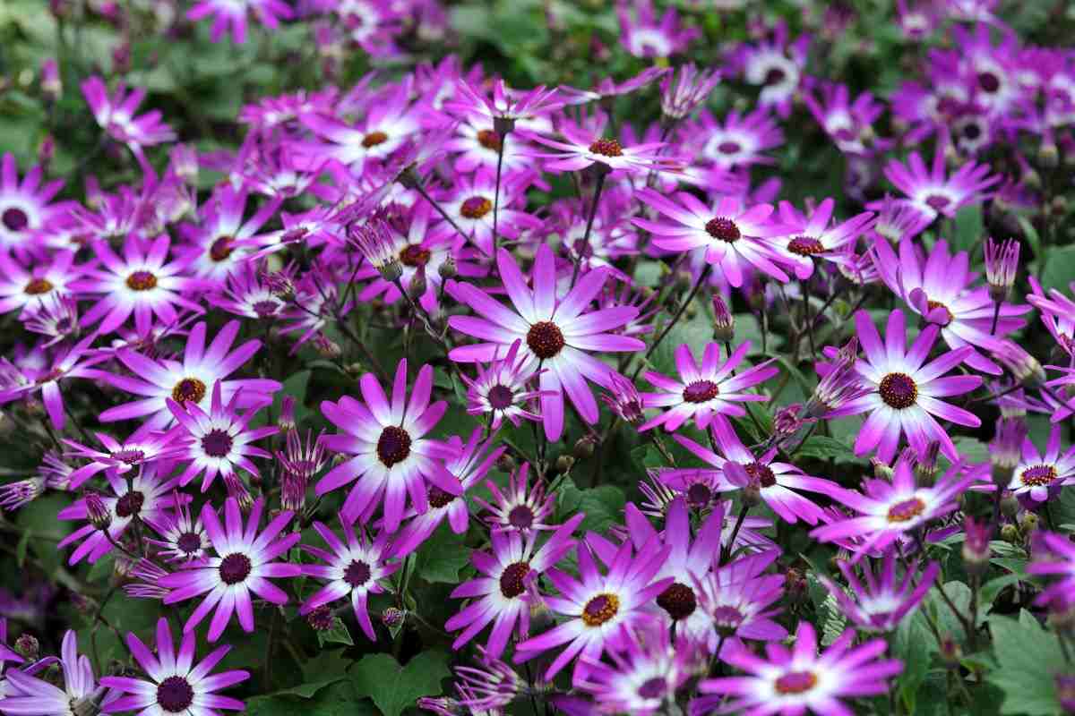 piantina inverno: scorpi la cineria