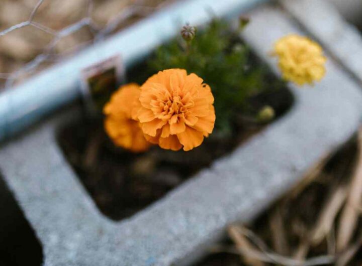 i 10 fiori autunnali più belli