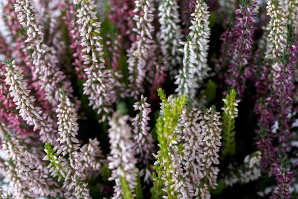 piante resistenti all'inverno