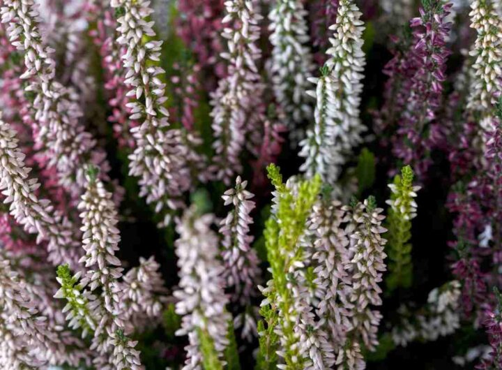 piante resistenti all'inverno