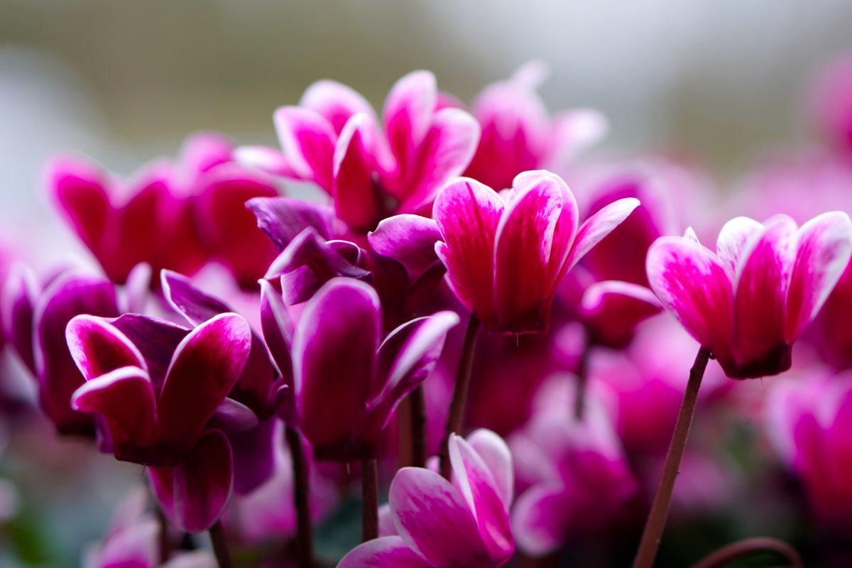 Piantali per avere un balcone da far invidia
