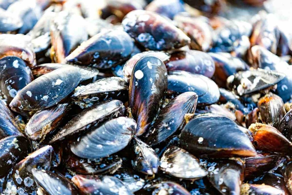 cozze: se sui gusci trovi questi sono di buona qualità