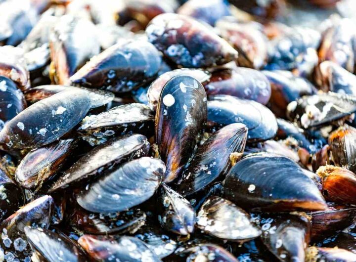 cozze: se sui gusci trovi questi sono di buona qualità