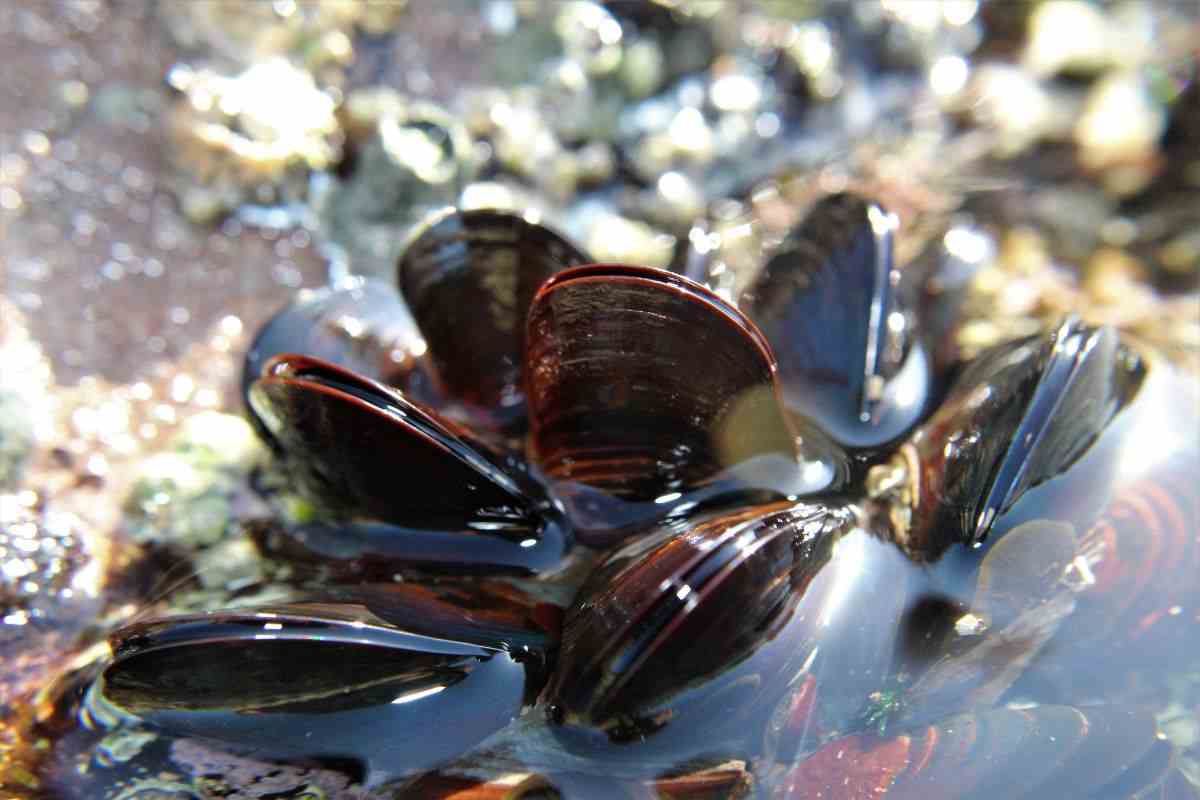 cozze: se sui gusci trovi questi sono di buona qualità