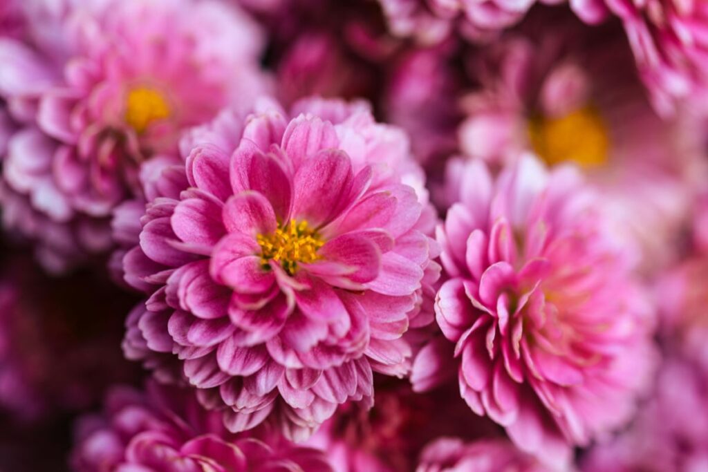 Piantali per avere un balcone da far invidia