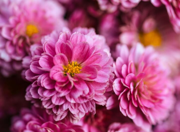 Piantali per avere un balcone da far invidia