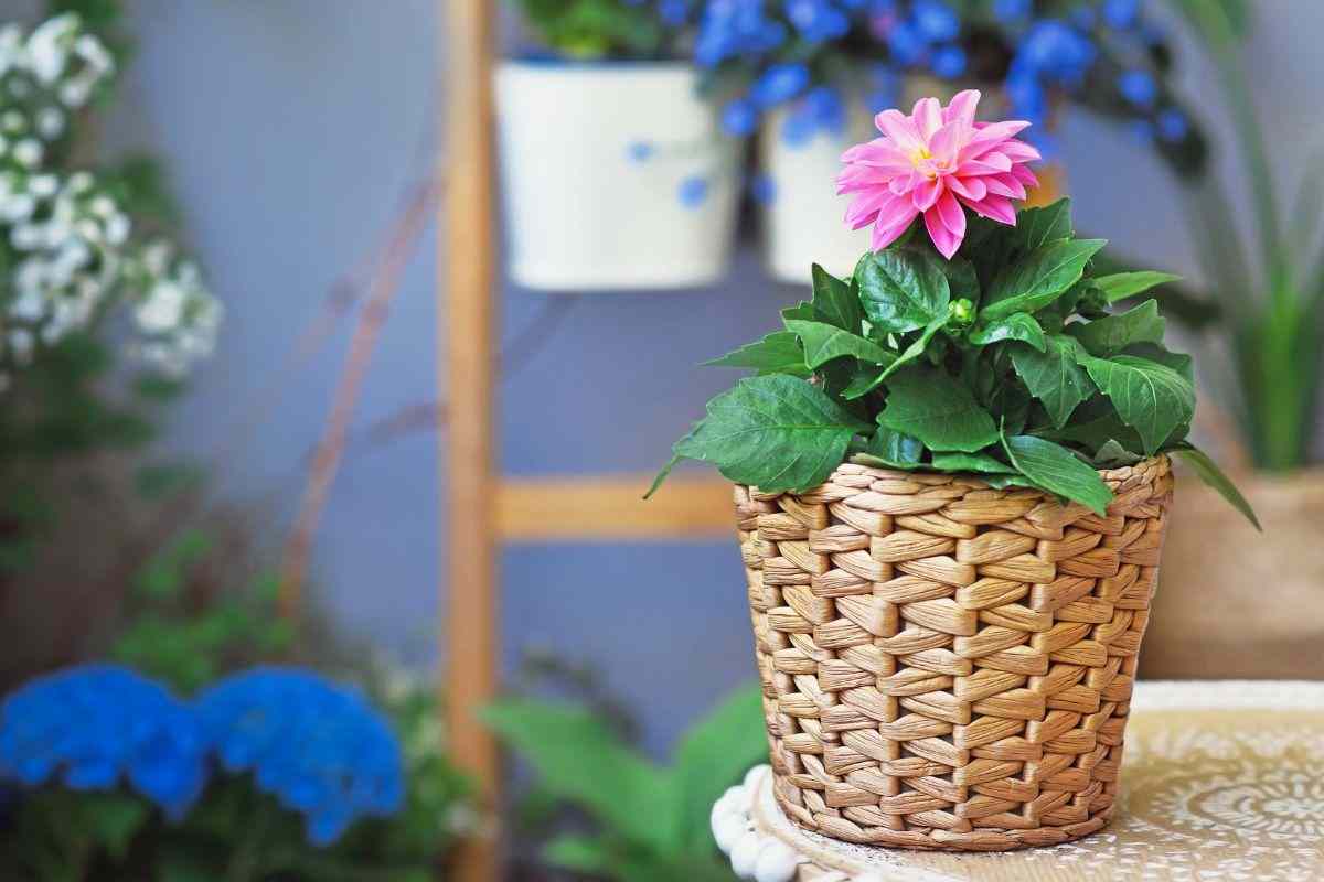 i 10 fiori autunnali più belli