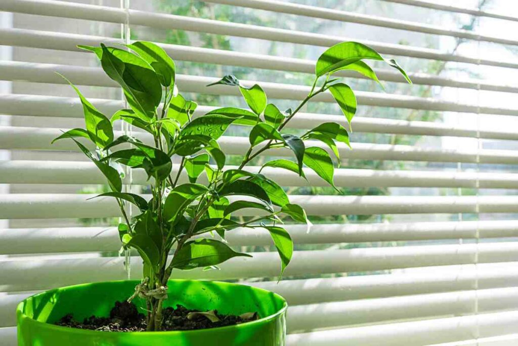 Come salvare le piante da interno dallo shock termico