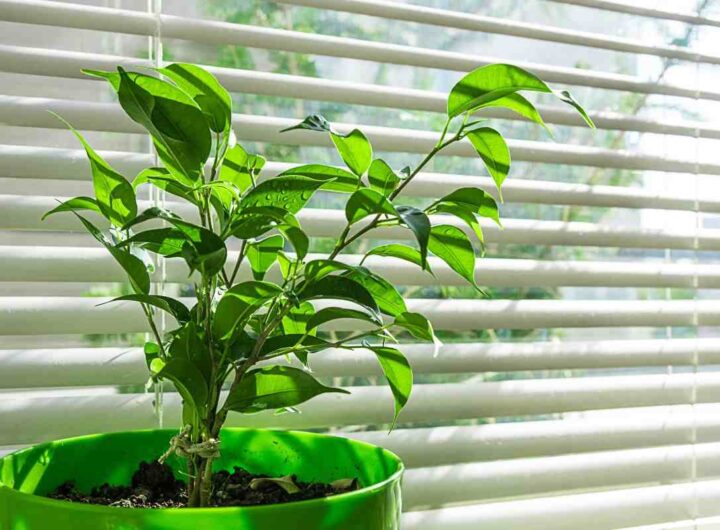 Come salvare le piante da interno dallo shock termico