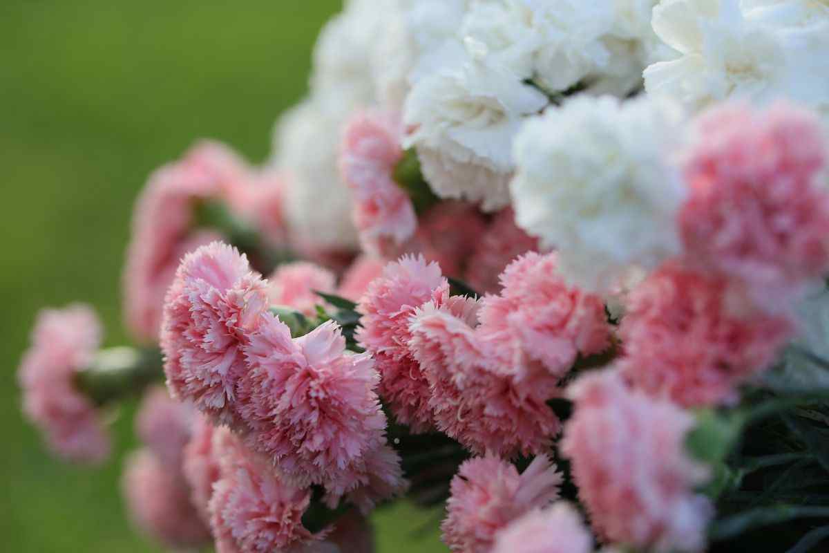 5 piante per il balcone a ottobre