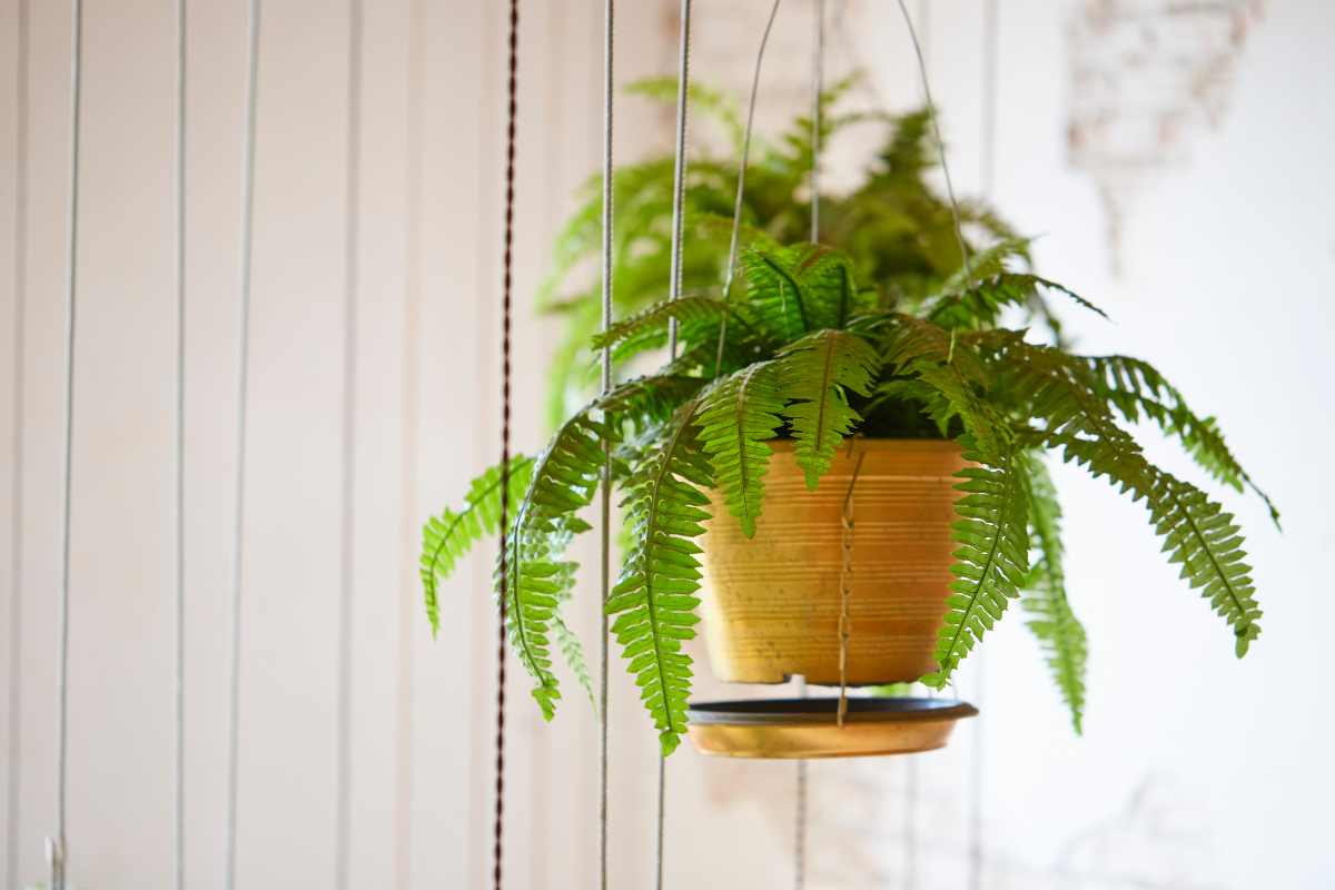 felce contro la muffa