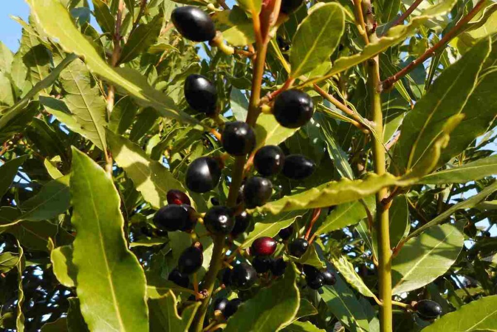 Pianta di Alloro, Perché è rischioso tenerla in giardino