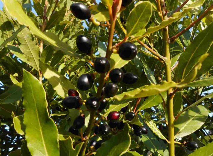 Pianta di Alloro, Perché è rischioso tenerla in giardino