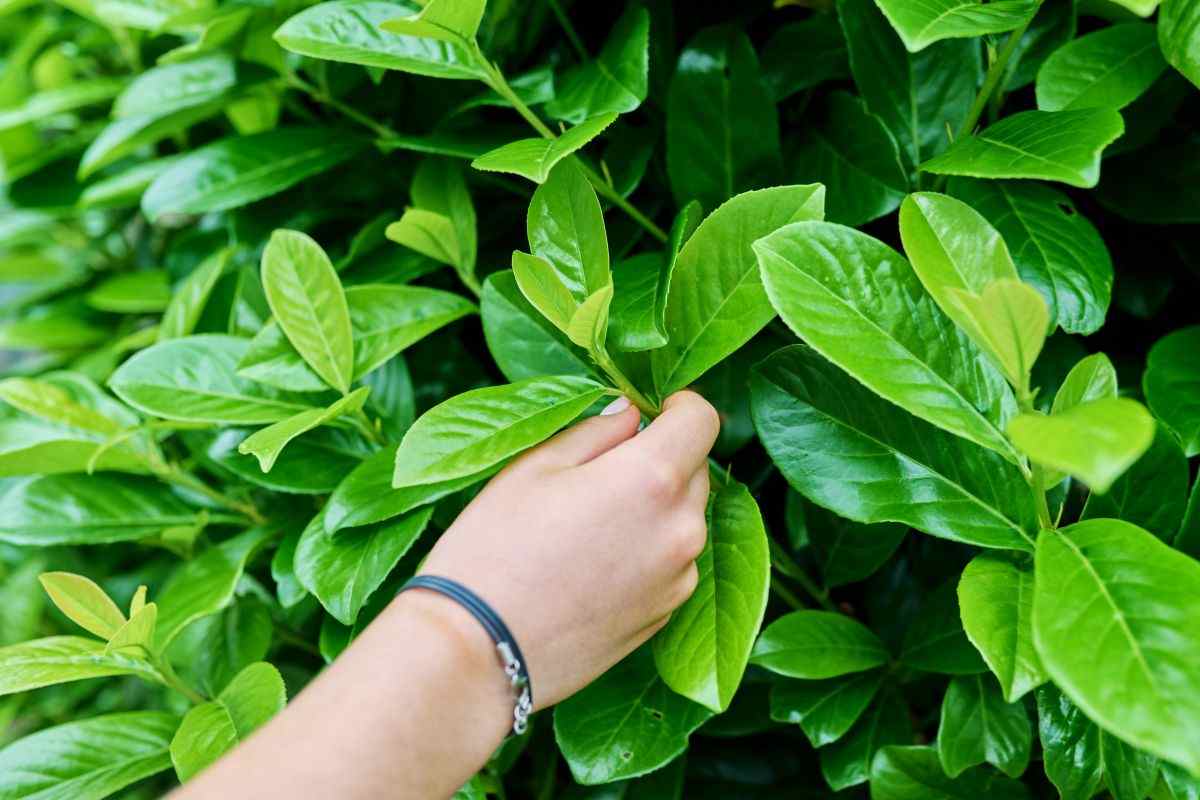 Pianta di Alloro, Perché è rischioso tenerla in giardino