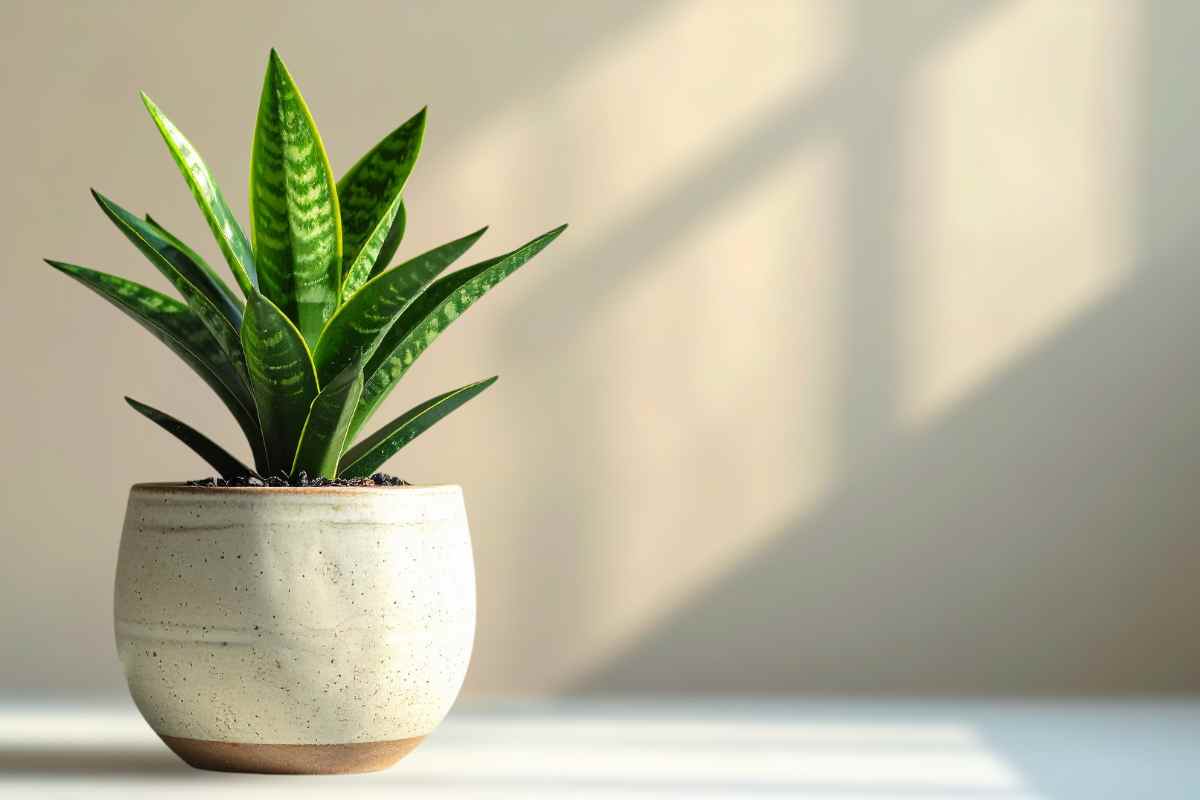 come combattere muffa e condensa