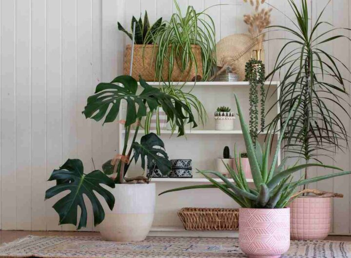 piante in vaso si surriscaldano: ecco come fare