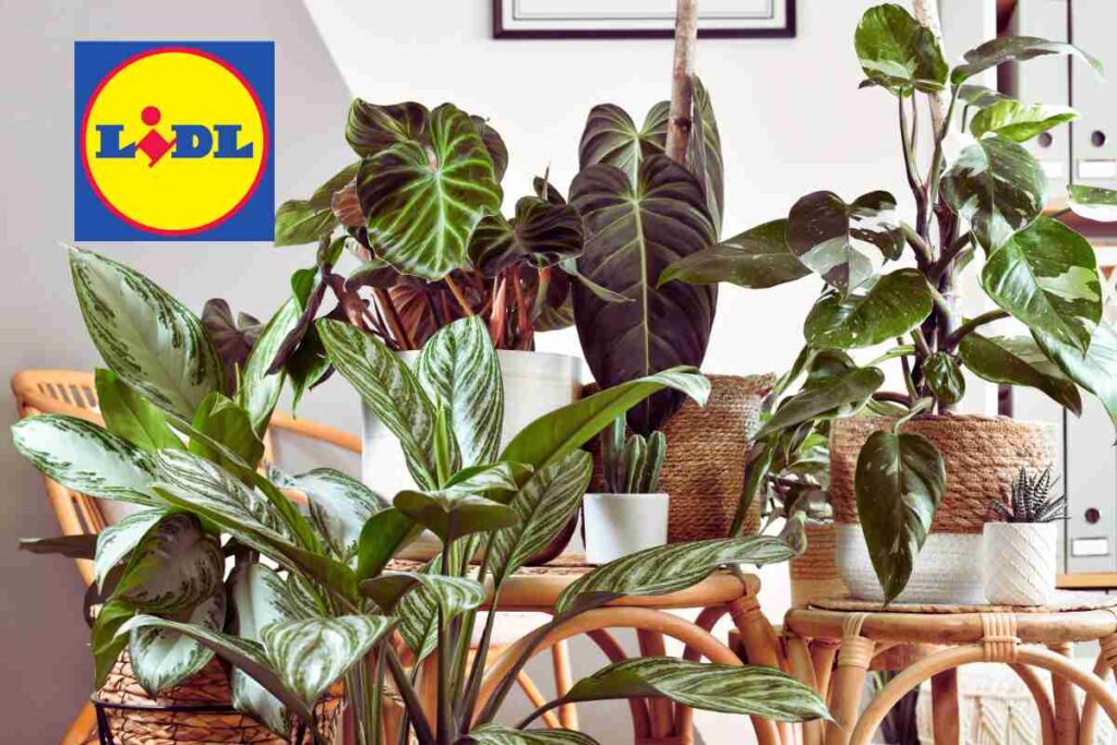 LIDL ti arreda casa per pochi euro