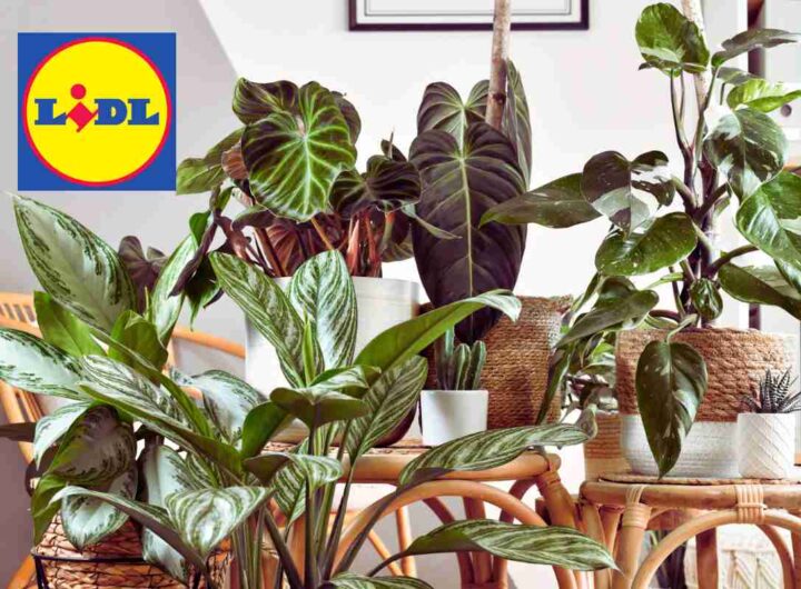 LIDL ti arreda casa per pochi euro