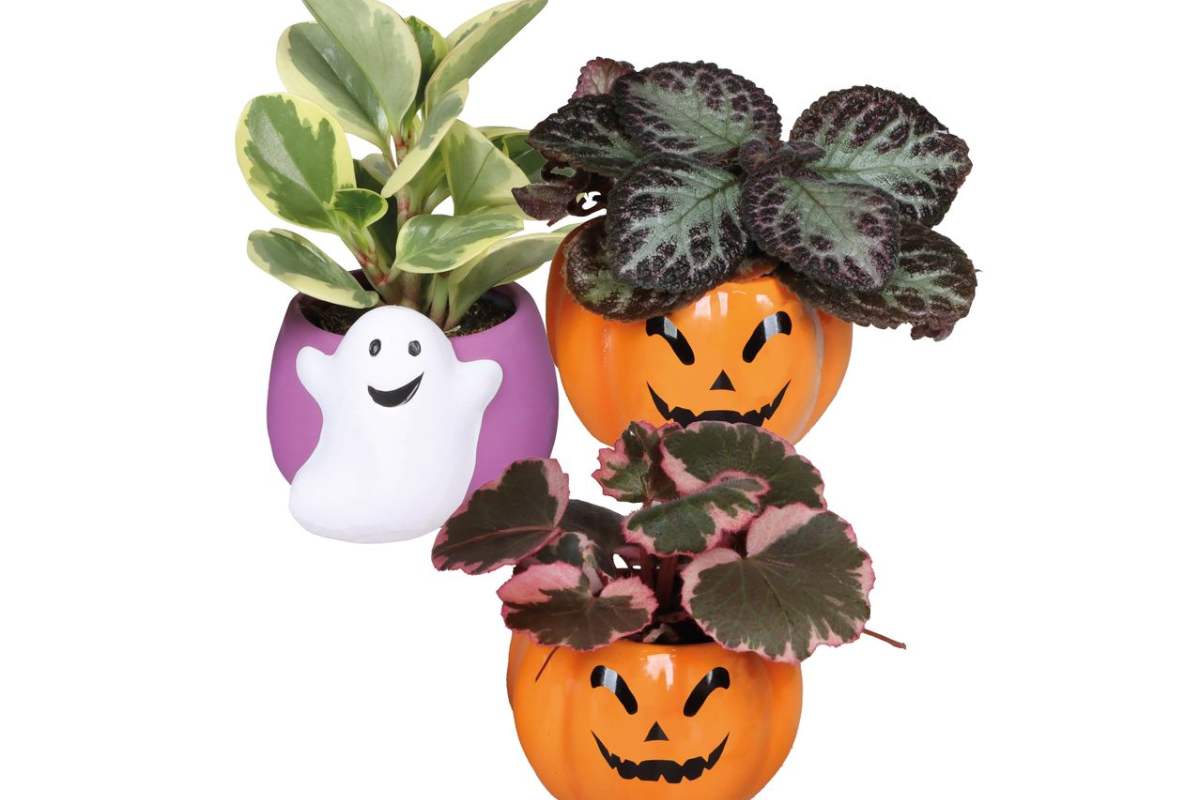 LIDL ti arreda casa per pochi euro