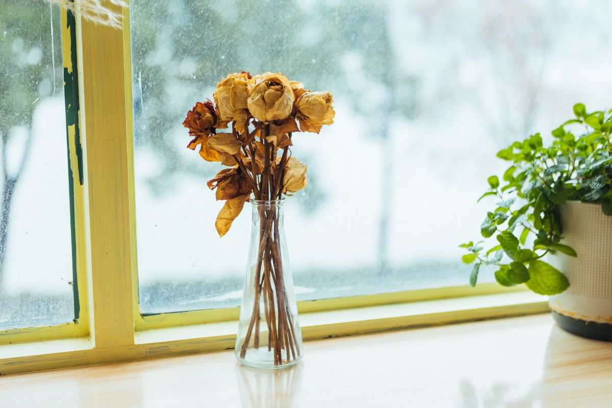 come proteggere le piante. I consigli del giardiniere