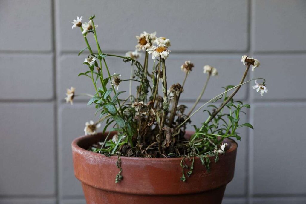 come proteggere le piante. I consigli del giardiniere