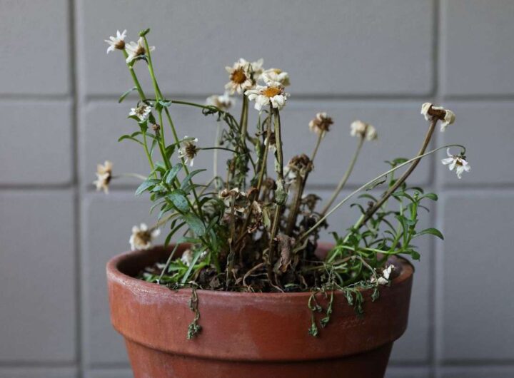 come proteggere le piante. I consigli del giardiniere