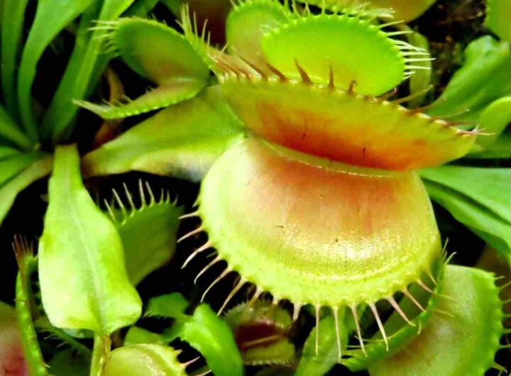 piante carnivore
