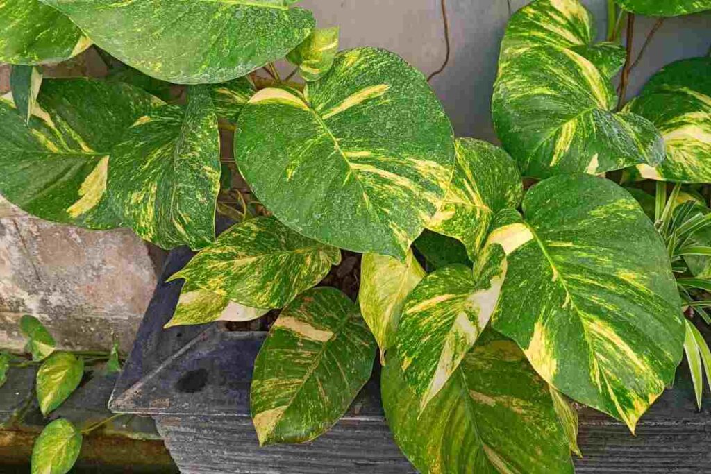 le tre piante da avere in casa per aumentare la prosperità