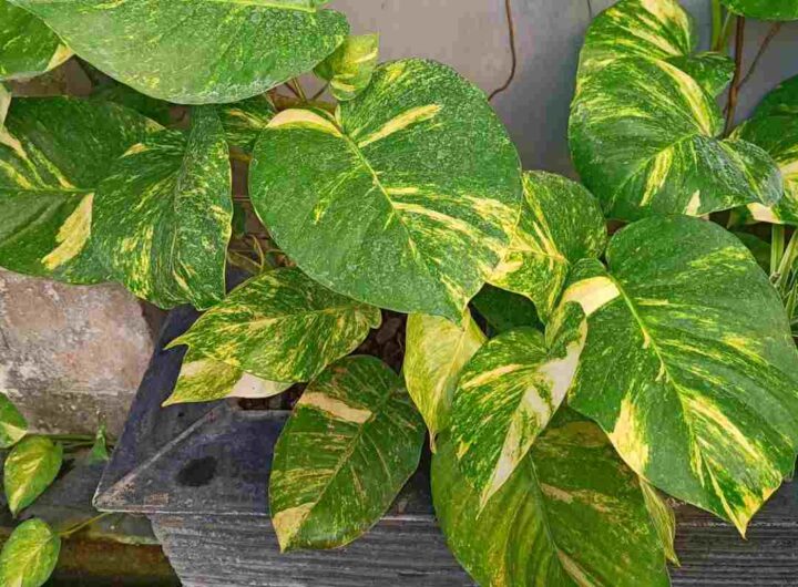 le tre piante da avere in casa per aumentare la prosperità