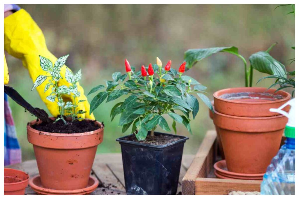 Vasi come evitare il calore