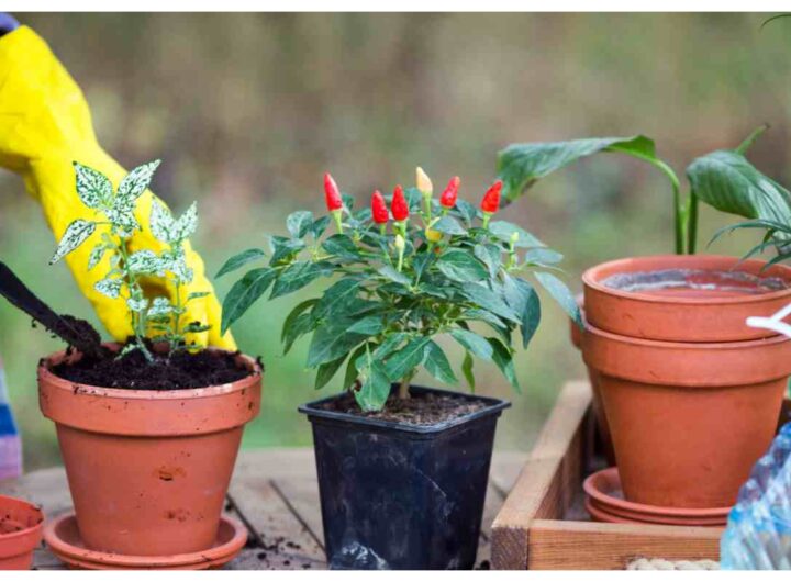 Vasi come evitare il calore