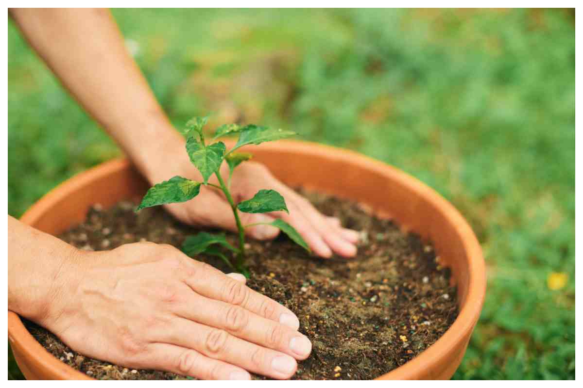 Vasi come evitare il calore