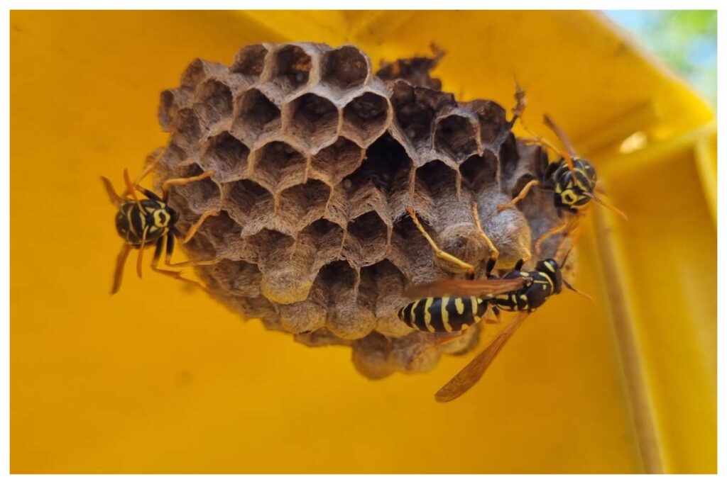 vespe repellente naturale