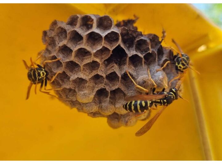 vespe repellente naturale