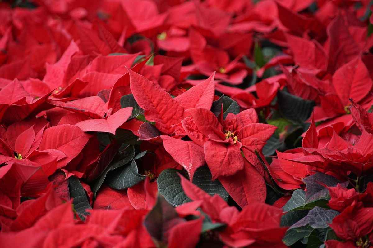 Mai più Natale senza fiori