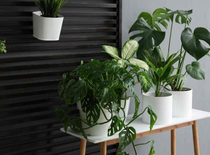 Piante casa