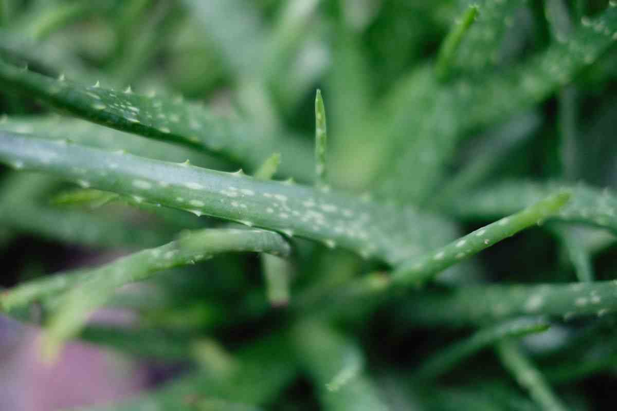 piante per purificare l'aria