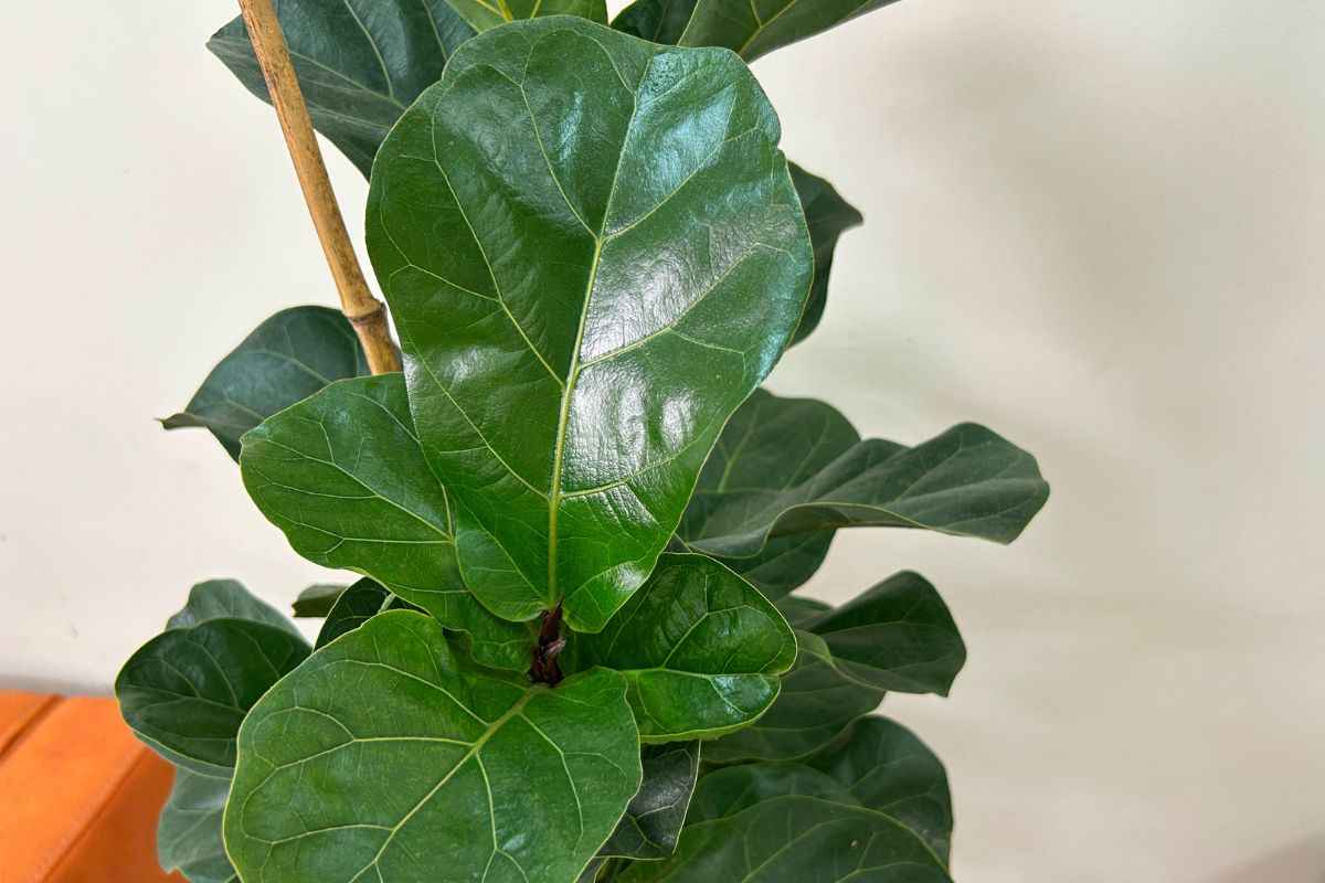 Quali piante combattono la muffa 