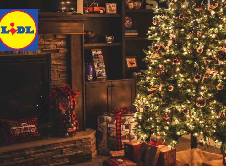 Natale low cost, da LIDL tornano le piante più amate